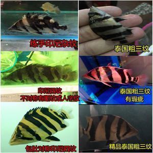 三紋虎魚常見疾病防治，三紋虎魚常見疾病及其防治方法 虎魚百科 第5張