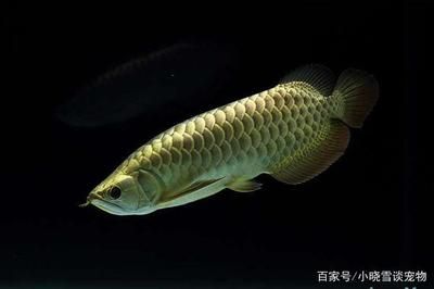 金龍魚過背和高背，過背和高背金龍魚的區(qū)別金龍魚與紅尾金龍魚的區(qū)別 龍魚百科 第5張