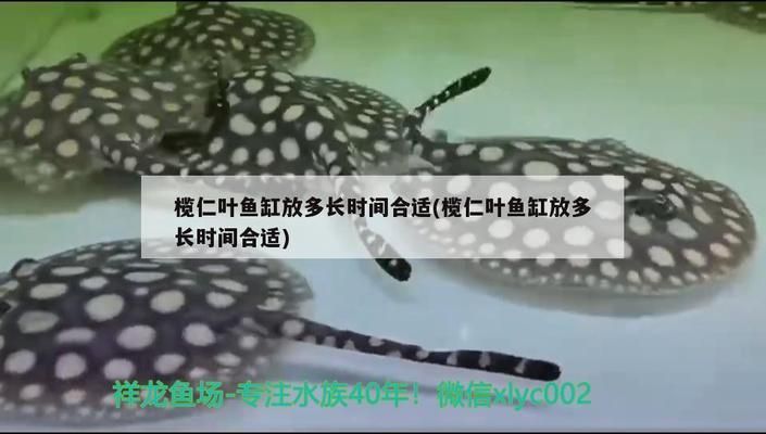 四紋虎混養(yǎng)缸內(nèi)植物選擇，四紋虎魚(yú)混養(yǎng)缸內(nèi)水草布局技巧 虎魚(yú)百科 第5張