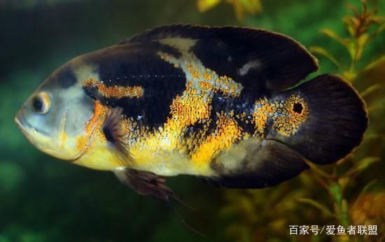 四紋虎混養(yǎng)缸內(nèi)植物選擇，四紋虎魚(yú)混養(yǎng)缸內(nèi)水草布局技巧 虎魚(yú)百科 第6張