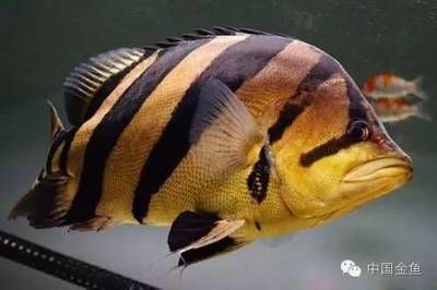 泰國(guó)虎魚(yú)魚(yú)缸照明建議，如何選擇適合虎魚(yú)的燈具，泰國(guó)虎魚(yú)魚(yú)缸照明對(duì)虎魚(yú)生長(zhǎng)影響 虎魚(yú)百科 第1張