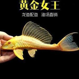 女王大帆和龍魚混養(yǎng)，女王大帆與龍魚混養(yǎng)時(shí)需要了解這兩種魚類的特征和生活習(xí)性 龍魚百科 第1張