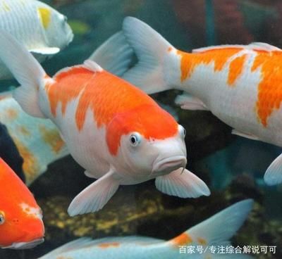 錦鯉魚養(yǎng)殖技術(shù)要點，錦鯉魚養(yǎng)殖技術(shù)要點涉及水質(zhì)管理、飼料選擇與疾病防治以及繁殖技巧 觀賞魚市場（混養(yǎng)魚） 第3張