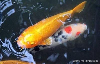 錦鯉魚養(yǎng)殖技術(shù)要點，錦鯉魚養(yǎng)殖技術(shù)要點涉及水質(zhì)管理、飼料選擇與疾病防治以及繁殖技巧 觀賞魚市場（混養(yǎng)魚） 第5張