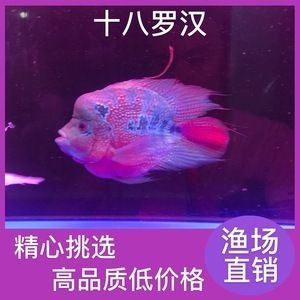 福滿鉆魚飼養(yǎng)水溫控制，關(guān)于福滿鉆魚飼養(yǎng)水溫控制的建議 觀賞魚市場（混養(yǎng)魚） 第2張