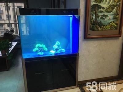 四紋虎魚幼魚活餌消毒方法，四紋虎魚幼魚活餌消毒方法高錳酸鉀消毒對魚的影響 虎魚百科 第1張