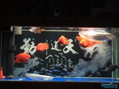 龍魚飼養(yǎng)密度最佳實(shí)踐 觀賞魚市場（混養(yǎng)魚） 第5張