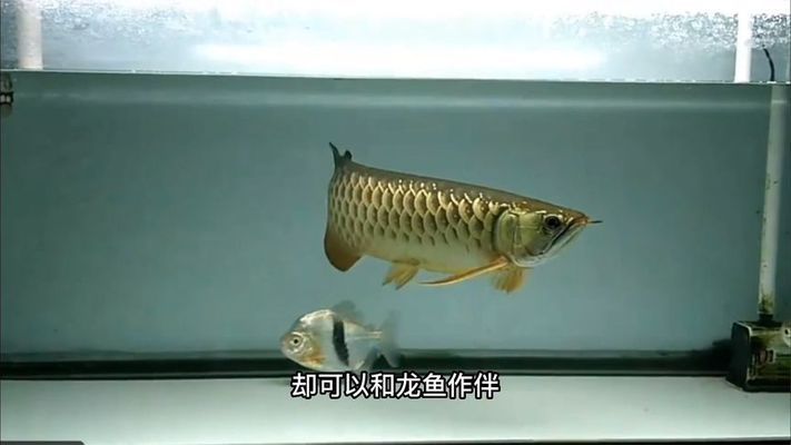 紅勾銀版魚(yú)混養(yǎng)水質(zhì)要求，紅勾銀版魚(yú)混養(yǎng)時(shí)的水質(zhì)要求包括水質(zhì)保持清潔、酸堿度適中 觀賞魚(yú)市場(chǎng)（混養(yǎng)魚(yú)） 第4張