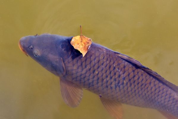 七紋巨鯉魚養(yǎng)殖成本分析 觀賞魚市場（混養(yǎng)魚） 第2張