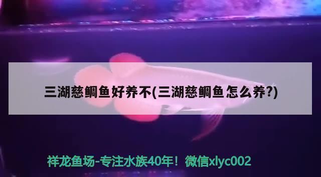 藍(lán)帆三間魚(yú)最佳飼料選擇，藍(lán)帆三間魚(yú)自制飼料配方 觀賞魚(yú)市場(chǎng)（混養(yǎng)魚(yú)） 第5張