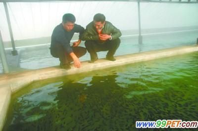 藍(lán)帆三間魚(yú)最佳飼料選擇，藍(lán)帆三間魚(yú)自制飼料配方 觀賞魚(yú)市場(chǎng)（混養(yǎng)魚(yú)） 第4張