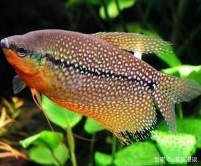 斑馬鴨嘴魚食物選擇指南，斑馬鴨嘴魚飼料品牌推薦 觀賞魚市場（混養(yǎng)魚） 第3張