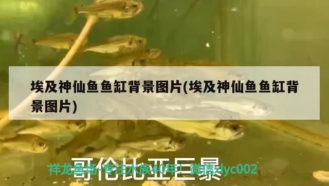 銀鼓魚苗飼料營(yíng)養(yǎng)搭配，銀鼓魚苗的飼料營(yíng)養(yǎng)搭配需要考慮到其生長(zhǎng)階段的需求 觀賞魚市場(chǎng)（混養(yǎng)魚） 第4張