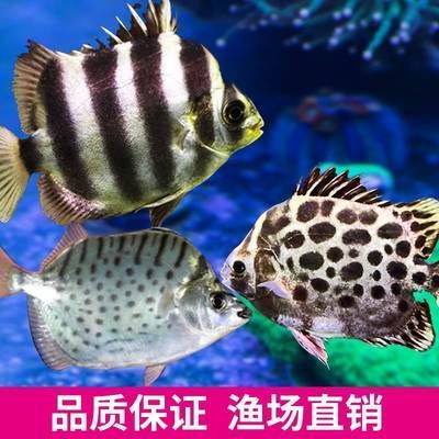 銀鼓魚苗飼料營(yíng)養(yǎng)搭配，銀鼓魚苗的飼料營(yíng)養(yǎng)搭配需要考慮到其生長(zhǎng)階段的需求 觀賞魚市場(chǎng)（混養(yǎng)魚） 第5張