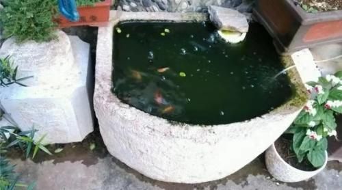 金老虎魚飼料品牌用戶評價，金老虎魚飼料品牌及其用戶評價金老虎魚飼料品牌及其用戶評價 虎魚百科 第2張