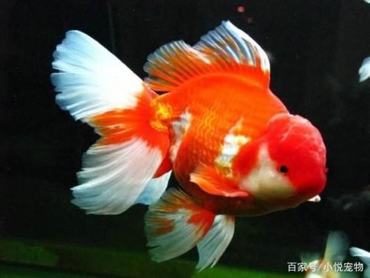 寵物魚飼養(yǎng)專家咨詢渠道，專門為寵物魚飼養(yǎng)者提供咨詢渠道 觀賞魚市場（混養(yǎng)魚） 第1張