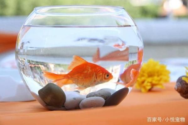 寵物魚飼養(yǎng)專家咨詢渠道，專門為寵物魚飼養(yǎng)者提供咨詢渠道 觀賞魚市場（混養(yǎng)魚） 第2張