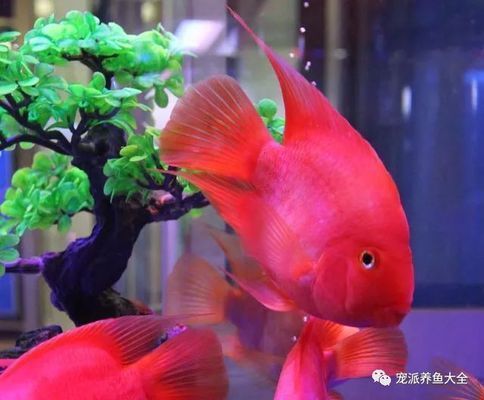 寵物魚飼養(yǎng)專家咨詢渠道，專門為寵物魚飼養(yǎng)者提供咨詢渠道 觀賞魚市場（混養(yǎng)魚） 第4張