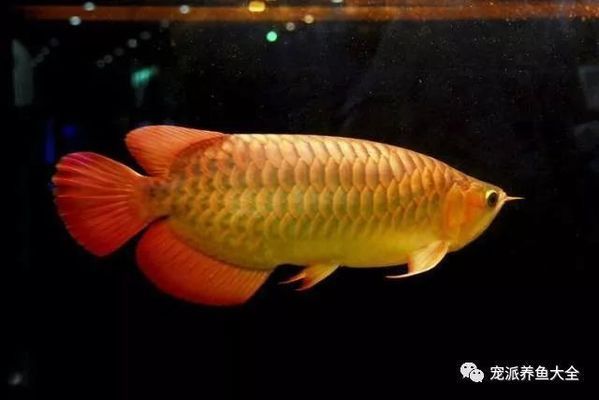 寵物魚飼養(yǎng)專家咨詢渠道，專門為寵物魚飼養(yǎng)者提供咨詢渠道 觀賞魚市場（混養(yǎng)魚） 第5張