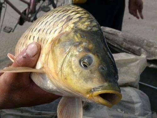 幼魚飼料蛋白質(zhì)來源選擇，幼魚飼料的蛋白質(zhì)來源選擇是一個關(guān)鍵的營養(yǎng)決策 觀賞魚市場（混養(yǎng)魚） 第2張