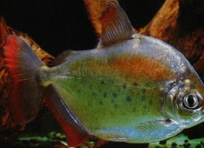 銀板魚苗適宜的飼料種類，銀板魚苗適宜的飼料種類包括草食性飼料、動物性飼料和合成飼料 觀賞魚市場（混養(yǎng)魚） 第3張