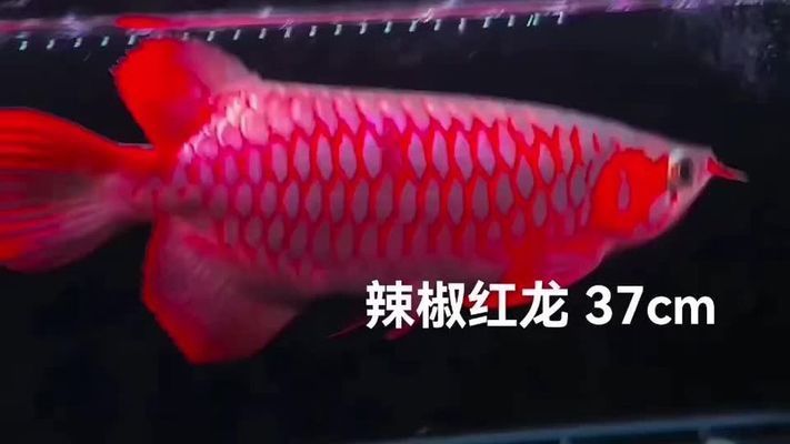 印尼綠皮辣椒紅龍魚適宜水溫范圍，印尼綠皮辣椒紅龍魚的適宜水溫范圍 觀賞魚市場(chǎng)（混養(yǎng)魚） 第2張