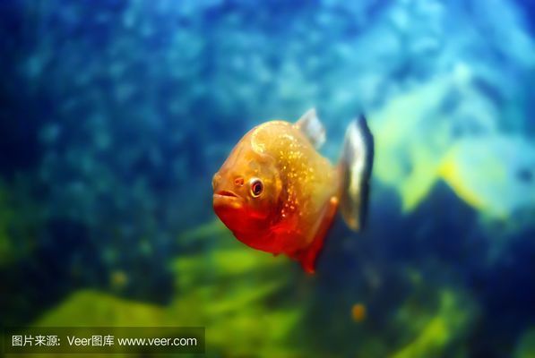 印尼虎魚生活環(huán)境布置指南，印尼虎魚生活環(huán)境布置指南，印尼虎魚最佳飼料選擇 虎魚百科 第6張