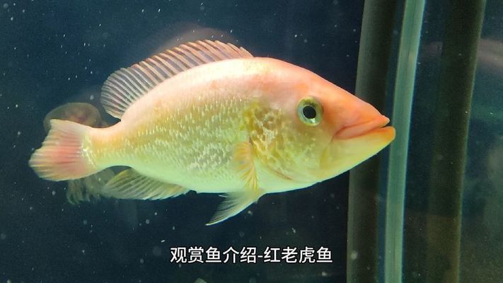 紅老虎魚，紅老虎魚的飼養(yǎng)技巧 虎魚百科 第5張