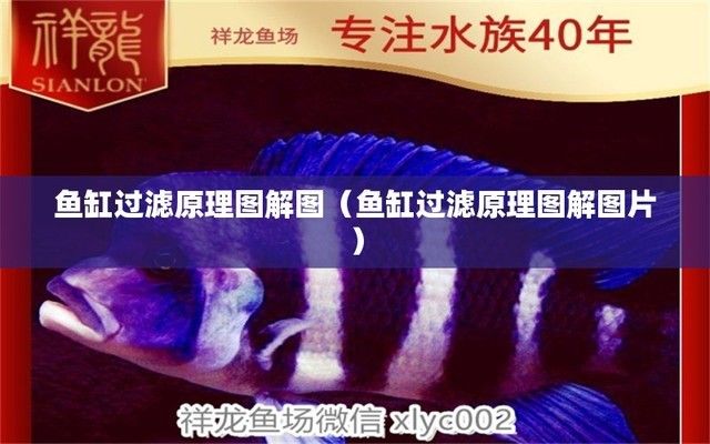 半圓魚缸過濾示意圖，半圓魚缸過濾器安裝教程 魚缸百科 第3張