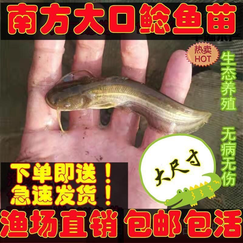 塘鲺魚苗疾病預(yù)防措施，塘鲺魚苗疾病的預(yù)防措施 觀賞魚市場(chǎng)（混養(yǎng)魚） 第5張