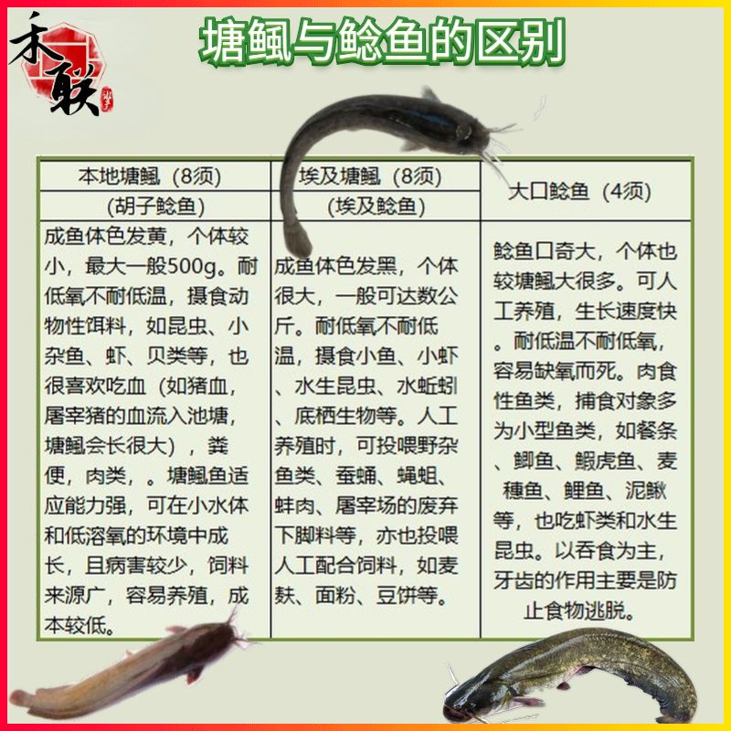 塘鲺魚苗疾病預(yù)防措施，塘鲺魚苗疾病的預(yù)防措施 觀賞魚市場(chǎng)（混養(yǎng)魚） 第1張