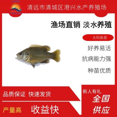 塘鲺魚苗疾病預(yù)防措施，塘鲺魚苗疾病的預(yù)防措施 觀賞魚市場(chǎng)（混養(yǎng)魚） 第3張