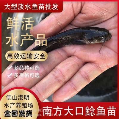 塘鲺魚苗疾病預(yù)防措施，塘鲺魚苗疾病的預(yù)防措施 觀賞魚市場(chǎng)（混養(yǎng)魚） 第2張