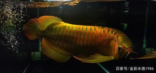 上千萬的龍魚有哪些，上千萬的龍魚品種：紅龍（scleropagesformosus） 龍魚百科 第3張