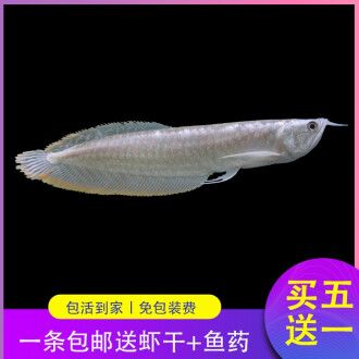 如何辨別優(yōu)質(zhì)銀龍魚苗，銀龍魚苗的鑒別 觀賞魚市場（混養(yǎng)魚） 第4張