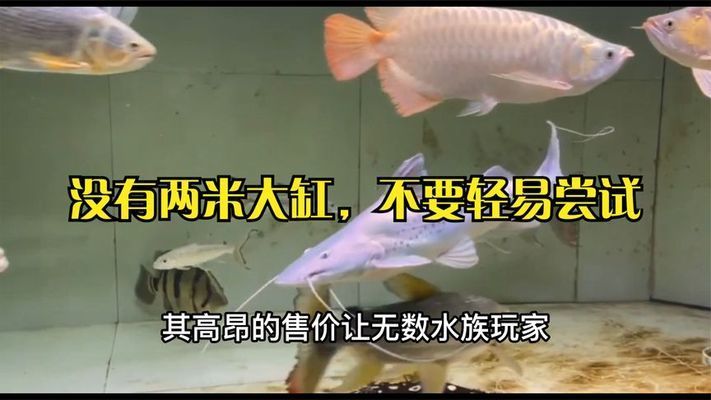 撒旦鴨嘴魚，撒旦鴨嘴魚與龍魚混養(yǎng)可行嗎 觀賞魚市場（混養(yǎng)魚） 第5張