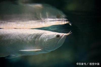 成年銀龍魚(yú)日常護(hù)理要點(diǎn)，成年銀龍魚(yú)日常護(hù)理 觀賞魚(yú)市場(chǎng)（混養(yǎng)魚(yú)） 第4張