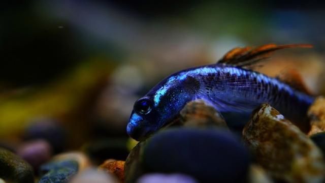 龍魚(yú)吃飼料好還是吃活食好呢，龍魚(yú)吃活食好還是活食好，龍魚(yú)吃活食好并沒(méi)有固定的答案 龍魚(yú)百科 第4張