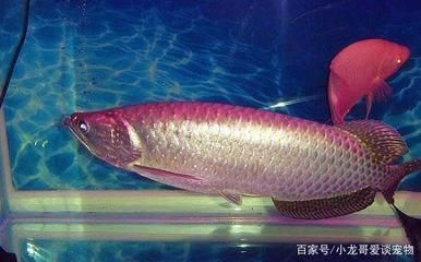 龍魚的外形，如何鑒別龍魚品種，龍魚飼養(yǎng)環(huán)境要求