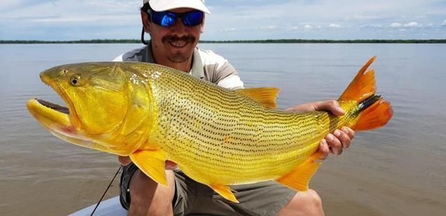 黃金河虎魚追星行為解析，黃金河虎魚的追星行為及其背后的生物學(xué)意義 虎魚百科 第4張