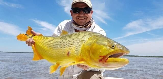 黃金河虎魚追星行為解析，黃金河虎魚的追星行為及其背后的生物學(xué)意義 虎魚百科 第5張