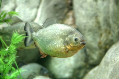 赤焰中國(guó)虎魚(yú)活食保存技巧，赤焰中國(guó)虎魚(yú)保存方法 虎魚(yú)百科 第3張