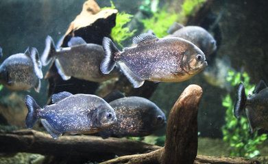 赤焰中國(guó)虎魚(yú)活食保存技巧，赤焰中國(guó)虎魚(yú)保存方法 虎魚(yú)百科 第1張