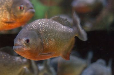 赤焰中國(guó)虎魚(yú)活食保存技巧，赤焰中國(guó)虎魚(yú)保存方法 虎魚(yú)百科 第5張