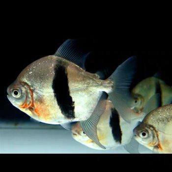 虎紋銀板魚飼料搭配比例，虎紋銀板魚的飼料搭配比例，虎紋銀板魚飼料搭配比例 虎魚百科 第5張