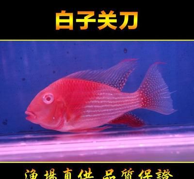 紅眼白子關(guān)刀魚(yú)苗價(jià)格，紅眼白子關(guān)刀魚(yú)苗價(jià)格分析 觀(guān)賞魚(yú)市場(chǎng)（混養(yǎng)魚(yú)） 第1張