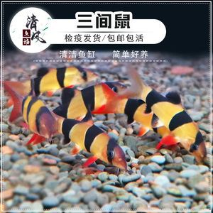 三間鼠魚苗常見(jiàn)疾病預(yù)防，三間鼠魚苗常見(jiàn)疾病預(yù)防方法以幫助養(yǎng)殖者減少損失 觀賞魚市場(chǎng)（混養(yǎng)魚）