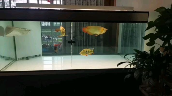 龍魚飼料保存技巧，龍魚飼料保存技巧：龍魚飼料保存技巧 觀賞魚市場(chǎng)（混養(yǎng)魚） 第3張