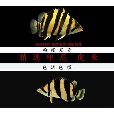 蘇虎魚水溫調(diào)節(jié)技巧，蘇虎魚水溫調(diào)節(jié)技巧，蘇虎魚白點(diǎn)病預(yù)防方法 虎魚百科 第4張