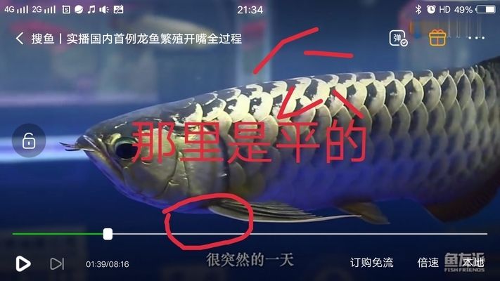 金龍魚怎么區(qū)分公母，如何區(qū)分金龍魚公母